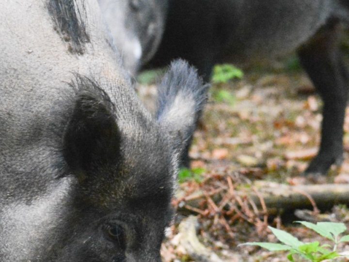 Leistungszeichen Schwarzwild